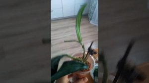 Укоренение хойи. Серамис. (Секреты выращивания)