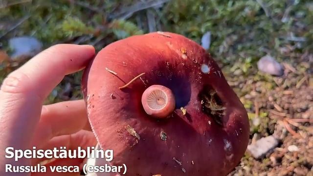 Unglaubliche Funde im August | Erstfunde, Artenvielfalt & Speisepilze ohne Ende | Pilze Sommer смотреть онлайн