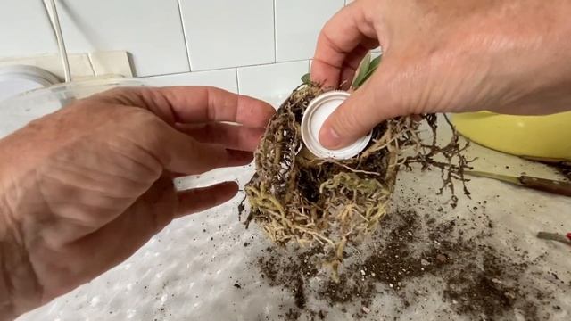 Адениум. Формирование каудекса и корней в форме осьминога. С раннего детства! 15 сентября 2023 г. смотреть онлайн