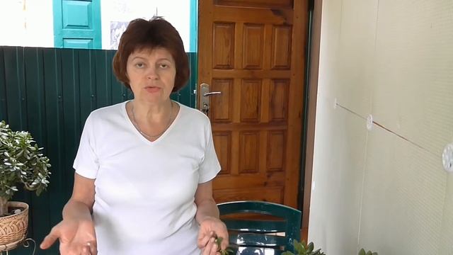 Денежное дерево Пересадка денежного дерева вначале лета смотреть онлайн