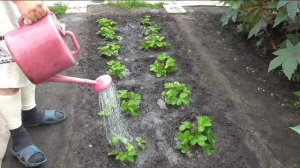 Подкормка посаженной клубники раствором куриного помета