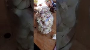 Чеснок соленый головками на зиму.