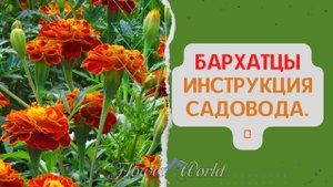 Бархатцы. Инструкция садовода.??