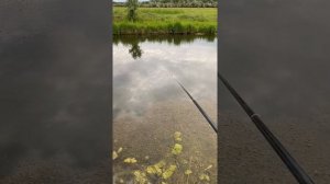 Рыбалка на карпа и сазана в Чечне. Рыбалка удалась. Оборвал леску крупный карп или сазан.