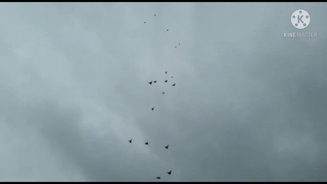 Николаевские голуби (февральского полёта) смотреть онлайн