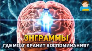 Энграммы: где мозг хранит воспоминания? | Plushkin