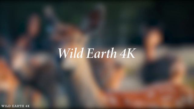 4K African Animals: Tsavo West National Park - Scenic Wildlife Film With Calming Music2