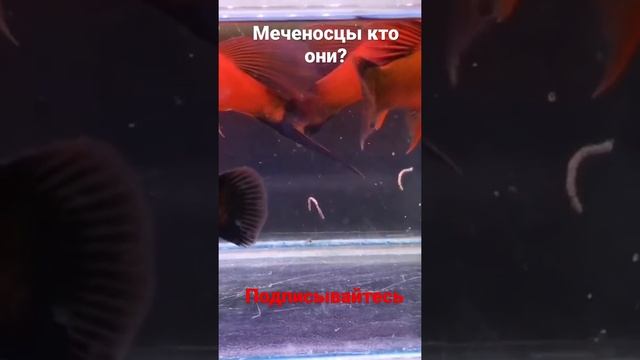 Меченосцы кто они?