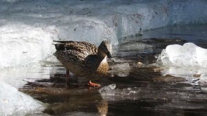 Дикие утки на замерзшем озере весной, Wild ducks on a frozen lake in spring