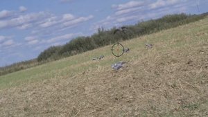 Охота на вяхиря 2021 / Много вяхиря в Смоленской области / Одна вечёрка вдвоем