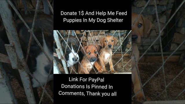 Help Me Feed My Shelter Dogs #dogs #puppies #trending