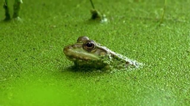 Любимые песни для самых маленьких\Песни для детей\Сборник\Мишка косолапый