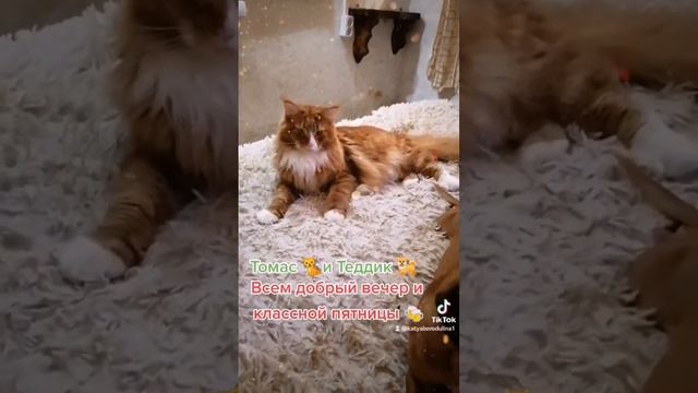 #Томас #мейнкун #кот #Теддик #такса #собака #топ #рекомендации #cat #dog