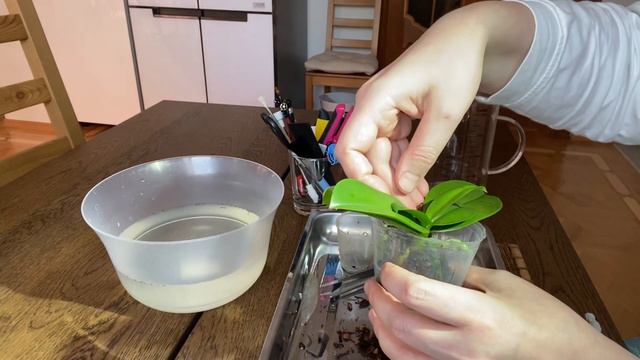 ПЕРЕСАДКА ОРХИДЕЙКИ МИР И НЕМНОГО НОВЫХ РОСПУСКОВ смотреть онлайн