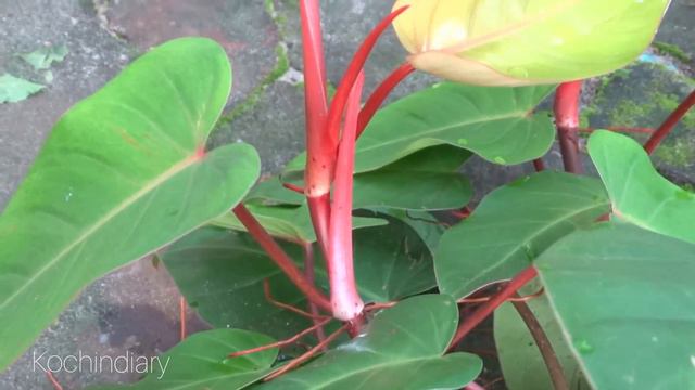 My plant collection | Plant tour | Indoor plants caring tips | Potting mixture for philodendron смотреть онлайн