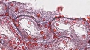 Однослойный кубический эпителий