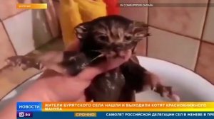 Жители бурятского села случайно нашли краснокнижного манула с котятами
