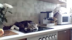 Кошка ворчит на хозяйку