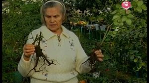 Как выбрать саженцы роз? Что делать с саженцами розы после покупки? Урожайные грядки.