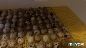 Продолжение инкубации перепелиных яиц , день восьмой.