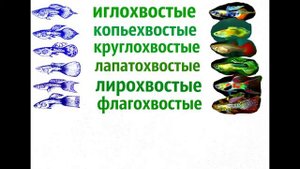 Разновидности Гуппи Poecilia reticulata