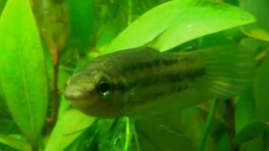 Мой речной аквариум в тропиках.Огромный клоп Белостома