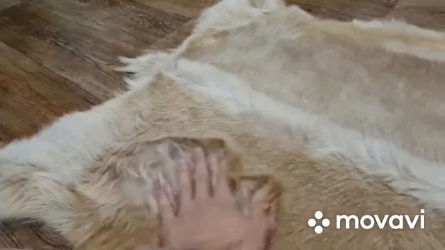 ШКУРА КОЗЬЯ БЕЖЕВО-КРЕМОВАЯ (КОД: 4431 ) смотреть онлайн