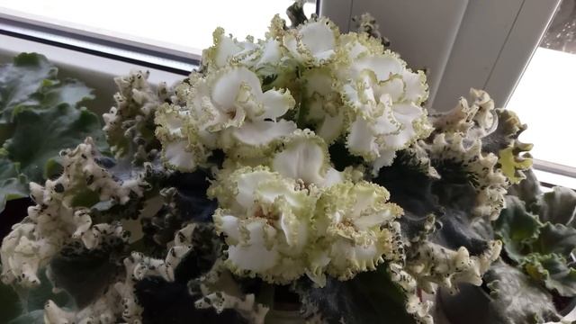 Блеск листьев у фиалки! смотреть онлайн