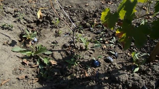 Мои первые шаги по выращиванию винограда. Посадка винограда. Уход за виноградом. смотреть онлайн