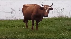 Откуда берётся молоко?