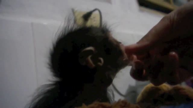 [Кошки, собаки, еноты] Самые милые зверюшки сети. смотреть онлайн