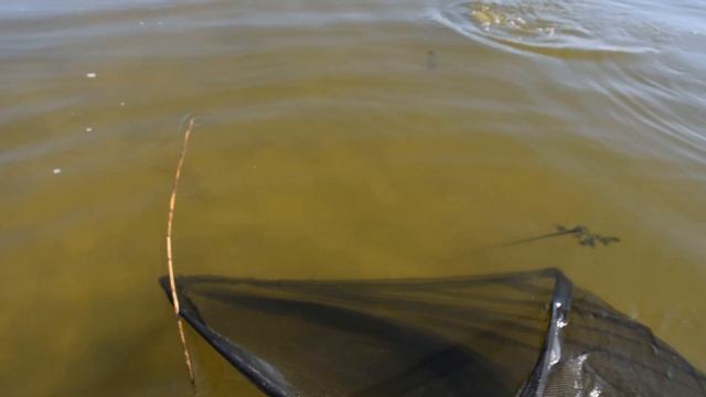 Рыбалка в Новоселовке на р.Самара. Такого клева мы еще не видели ● RoMaX Fishing ● Рыбалка ● Отдых