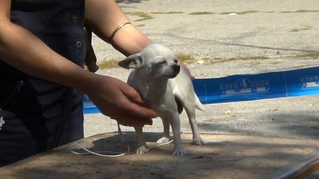 Чихуахуа белая сука на выставке собак в Луганске 08.09.2019 год. смотреть онлайн