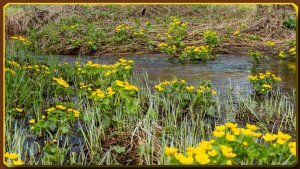 Лесная речка весной, калужница, живое пение птиц - релакс.