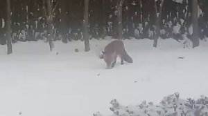 Лиса играет в снегу