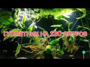 ЗАПУСТИЛ ГУППЯТНИК НА 120 ЛИТРОВ