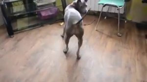 Thai Ridgeback Dog - Тайский Риджбек - Dog dancing step