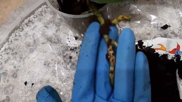 УБИРАЮ У ОРХИДЕИ ПОЧТИ ВСЮ КОРУ. НАТИРАЮ ЗЕЛЕНЫМ МЫЛОМ. КУПАЮ смотреть онлайн