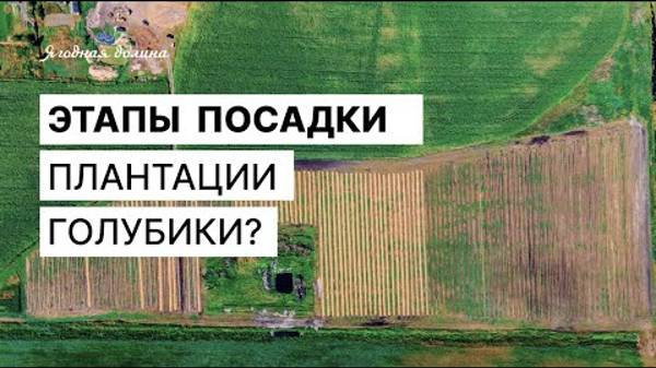 Этапы посадки плантации голубики