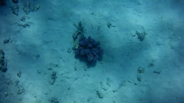 Ныряю к зебровидным дасциллам, прячущимся от меня в коралле 2017 - часть 1 смотреть онлайн