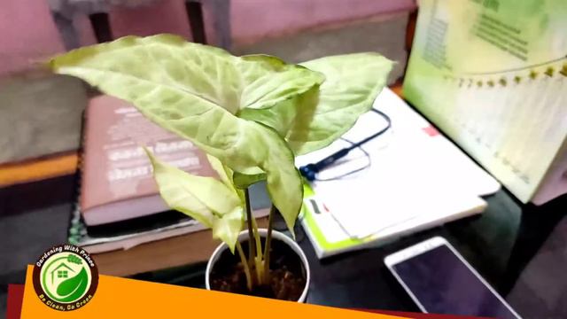 Syngoniums : सिंगोनियम : How to care this beautiful indoor Plant