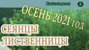 Лиственница сибирская 2-х летка Обзор интернет-магазина питомника "Хвойный дворик"