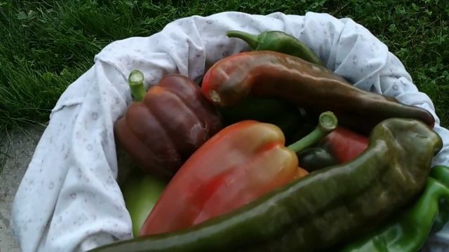 Что делать чтобы перец покраснел быстро? Есть проверенный способ!