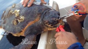 Save Turtle Life From Fishing Nets, Fishhook Not To Remove Barnacle | Turtle Rescue