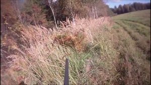 Охота на кабана в Беларуси