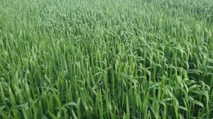 ожоги карбамида на озимой пшенице.