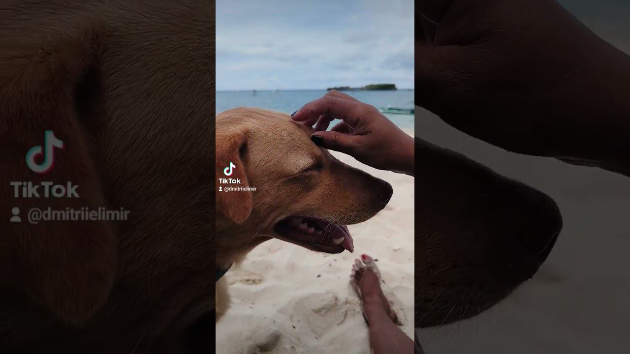 Our dog on the beach ️ #travel2023 #dog #philippines #ocean #beach #funnyvideos #boracayisland смотреть онлайн