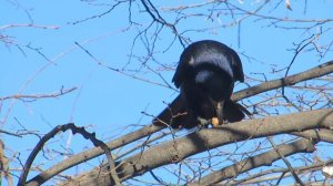 Грачи, которые у нас зимуют