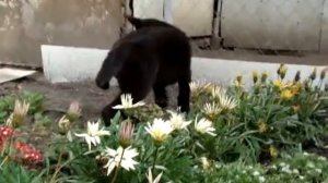 щенок черной немецкой овчарки 2,5 месяца