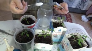 Янтарная кислота для рассады - как и для чего ее используют